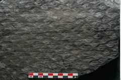 Foto (Detailansicht) von Lepidodendron aculeatum St. (NHMW-GEO-2024-0188-11023)